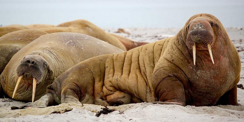 广东万绿达：以创新废弃物处理技术，引领绿色环境解决方案