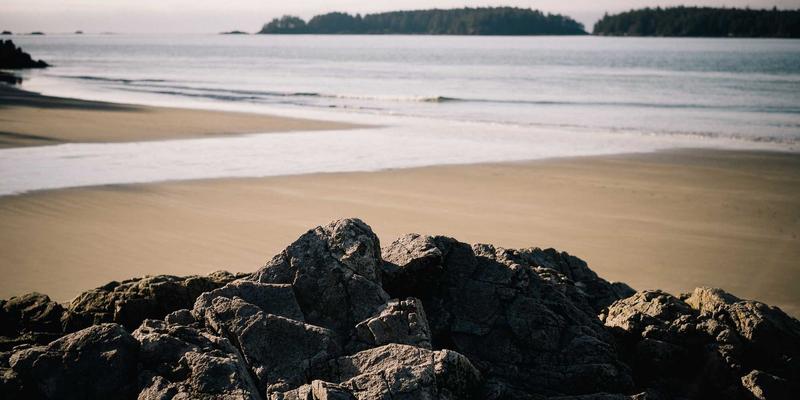生物修复技术：污染治理与废弃物处理的绿色革新